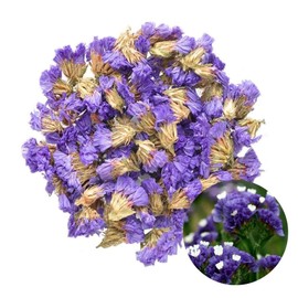 TooGet Flower Petals and Buds Forget-me-not Bulk Flower to Make Botanical Oil and All Kinds of Flowers Crafts - 2 OZ