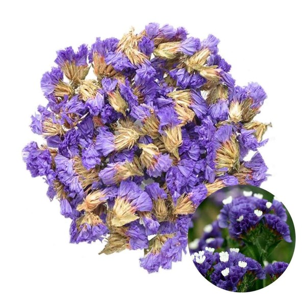 TooGet Flower Petals and Buds Forget-me-not Bulk Flower to Make