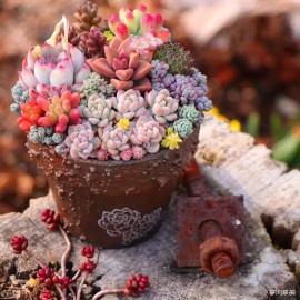 100pcs Mixed Rare Mini Succulent Seeds, Mult-Color Indoor/Outdoor Plant