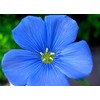 Non GMO Bulk Blue Flax Seeds - Linum perenne (1