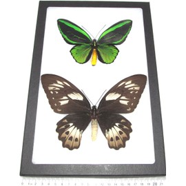 BicBugs O. priamus Poseidon Pair Male Female Real Framed Butterflies 12IN X 8IN Frame!