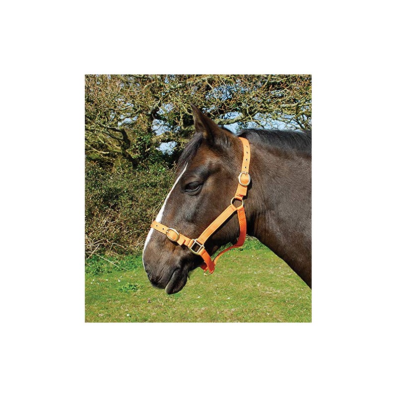 Rhinegold Nylon Headcollar - X Full - Tangerine