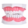 Dental Teaching Teeth Model with Toothbrush Children Education Teeth Brushing