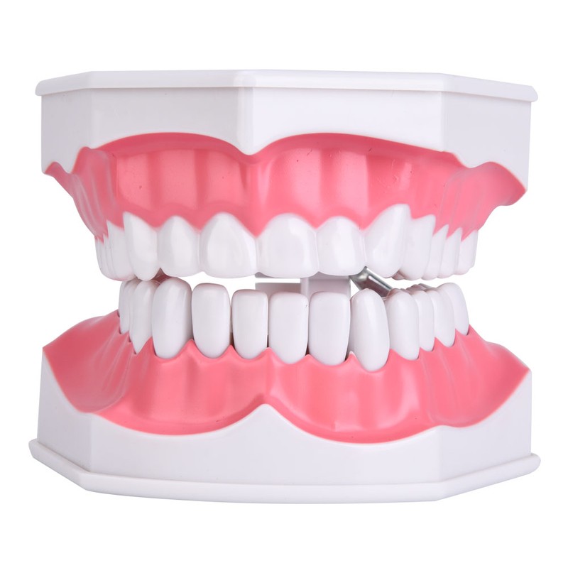 Dental Teaching Teeth Model with Toothbrush Children Education Teeth Brushing