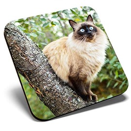 Great Single Coaster Square - Balinese Cat in Tree Blue Eyes |Glossy Quality Coasters | Tabletop Protection for Any Table Type #15812
