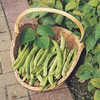 Runner Bean Scarlet Emperor – Fresh and Tasty Beans –