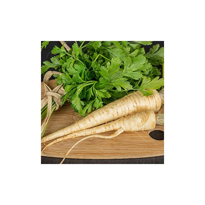 Everwilde Farms - 1/4 Lb Hamburg Rooted Parsley Seeds -