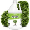 Boxwood Fertilizer – Liquid Plant Food for Dense Growth, Rich