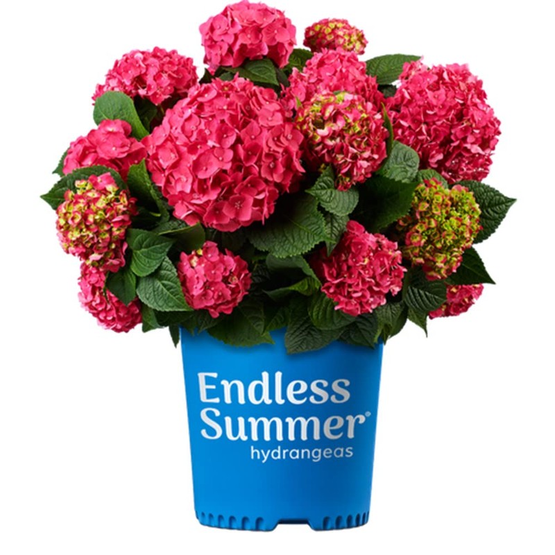 Blooming & Beautiful - Summer Crush Bigleaf Hydrangea - Endless