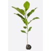 1 PACK 2” POT ANN STAR MAGNOLIA TREE GREENHOUSE BEST