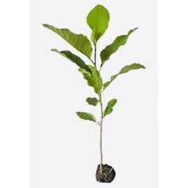 1 PACK 2” POT ANN STAR MAGNOLIA TREE GREENHOUSE BEST GIFT LIVE PLANT GUARANTEE