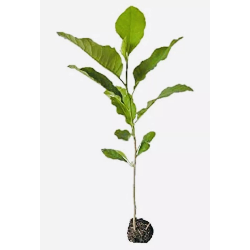 1 PACK 2” POT ANN STAR MAGNOLIA TREE GREENHOUSE BEST