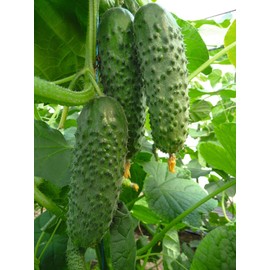 Rare Cucumber Titus F1 Seeds Pickling Mid-Early Heirloom Vegetable for Planting Non GMO 40 Seeds