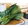 100+ Giant Collard Georgia Southern Seeds Herb Heirloom Non-GMO from
