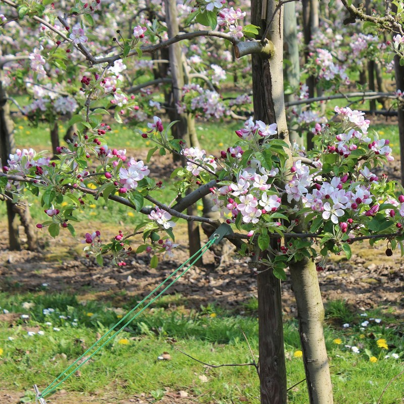 KONTONTY 9pcs Heavy Duty Tree Staking Straps Stakes Ropes Bark