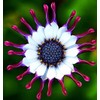 100pc African Daisy Rare Purple Daisy Flower Seeds for Planting