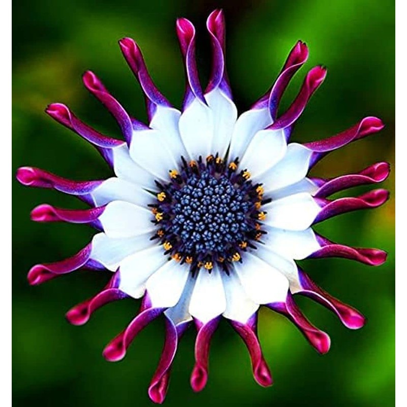 100pc African Daisy Rare Purple Daisy Flower Seeds for Planting