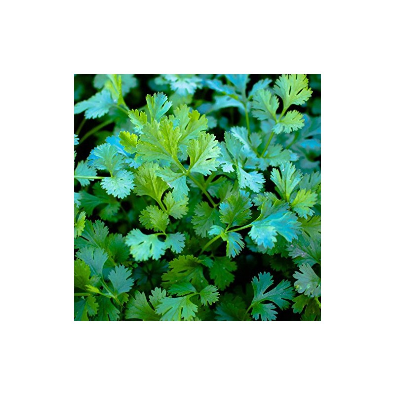 1,000 Cilantro Slow Bolt Seeds for Planting 14 Grams of