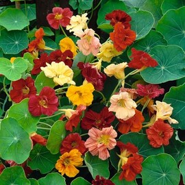 Eden Brothers Nasturtium Seeds - Double Gleam Mix Non-GMO Seeds for Planting, 1/4 Pound | Low-Maintenance Flower Seeds, Plant During Spring Season, Zones 10, 3, 4, 5, 6, 7, 8, 9