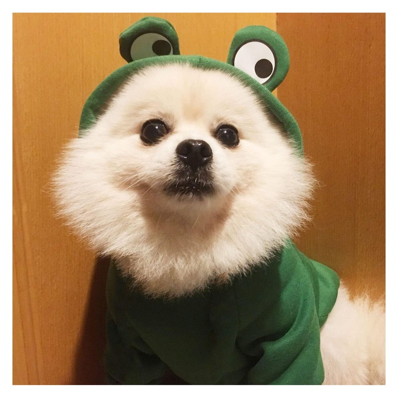 Pet Clothes, Dogs Hooded Sweatshirt Fruit Warm Coat Sweater Cold