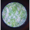 Janod - Children's Portable Pocket Microscope - 50x-250x magnification +