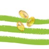 Premium Algae Oil Capsules with EPA & DHA - High