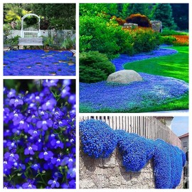15000+ Creeping Thyme Seeds for Planting Perennial Landscaping Ground Cover Plants Seeds Non-GMO Dwarf Serpyllum Thyme Seeds