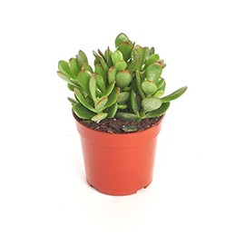 Shop Succulents Jade Succulent Plant, Crassula Ovata Fully Rooted Live 4" Succulent Plant, Low Maintenance Indoor Plant, Hardy Succulents, Hard to Kill Plants, Wedding and Party Favors, Gift & Garden