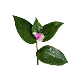 FOLIAGEMS No Root Plant cuttings from USKC (Tradescantia Blushing Bride- one Piece Cutting)