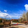 Exbrith Pack of 4 Car Deer Warning Deer Whistle Ultrasonic