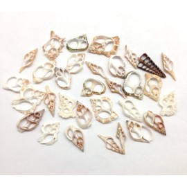 PEPPERLONELY 30PC Center Cut Assorted Mixed Small Sea Shells, 1 Inch ~ 1-1/2 Inch