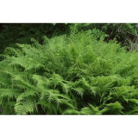 Classy Groundcovers, Athyrium filix-femina, A. angustum, Polypodium/Asplenium/Aspidium/Nephrodium filix-femina (Bare Root Plants, Min 10)