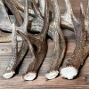 The Antler Store One Top-Grade Craft Whitetail Deer Antler Shed