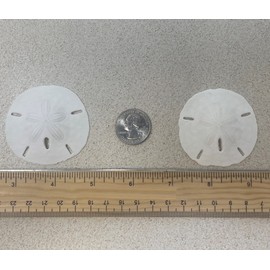 Tumbler Home White Sand Dollars 2" to 2.25" Set of 12 - Wedding Seashell Craft Sand Dollars- Hand Picked and Professionally Packed