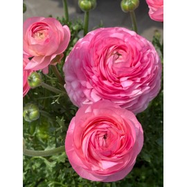 ROSEWINKLE 10 Pack Ranunculus Bulbs Perennial Buttercup Bulbs Flower Bulbs for Fall Planting in Gardens, Borders, Flowerbeds - Multiple Colors (Pink)