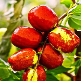 TomorrowSeeds Jujube Tree Seeds (Chinese Red Date) |  Ziziphus Jujuba Ber Hong Zao Seed 2025 - 15+ Count