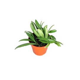 Hoya Kentiana 'Narrow Leaf' - 4'' from California Tropicals Active