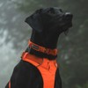Ruffwear, Front Range Dog Collar, Durable and Comfortable Everyday Collar,