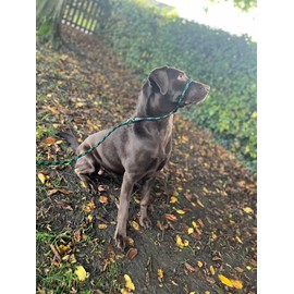 No More Pulling! Anti Pull Lead Field Figure 8 / Halter/Head Collar One Size Fits All Super Soft Braided Nylon Comfortable Make Your Walks More Enjoyable -Instructions Included. (Green-Black)