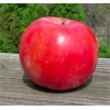 Live Plant Scarlet Surprise (Bill's Red Flesh) grafted, roots wrapped