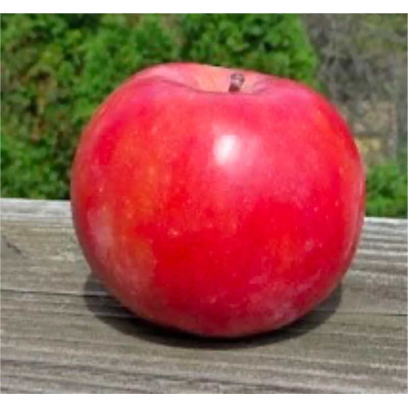 Live Plant Scarlet Surprise (Bill's Red Flesh) grafted, roots wrapped