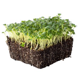 Mibuna Mustard Seeds - 4 g Packet ~1200 Seeds - Non-GMO Japanese Herb, Vegetable Garden & Microgreens Seeds