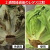 Astro 510-06 Freshness Retention, Yellow-Green, Vegetables, Fruits, Preserves Freshness, Permanent,