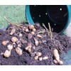 City Pickers Spud Tub Potato Grow Kit – Works Great