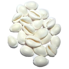 Kawdi, Kaudi, Kowdi, Cowrie, Koudi, Kodi for Laxmi Pooja | Diwali Pooja Item Kaudi Set Of 21