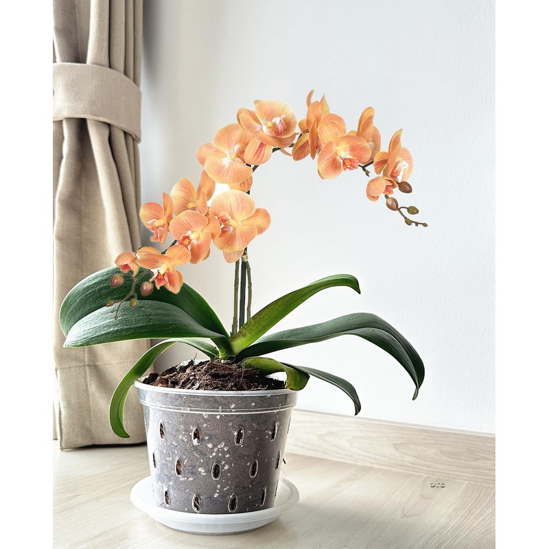 Clear Flower Pots with Holes and Saucers for Tropical Plants