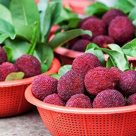 BAYBERRY FRAGRANCE OIL - 4 OZ - FOR CANDLE & SOAP MAKING BY VIRGINIA CANDLE SUPPLY - FREE S&H IN USA