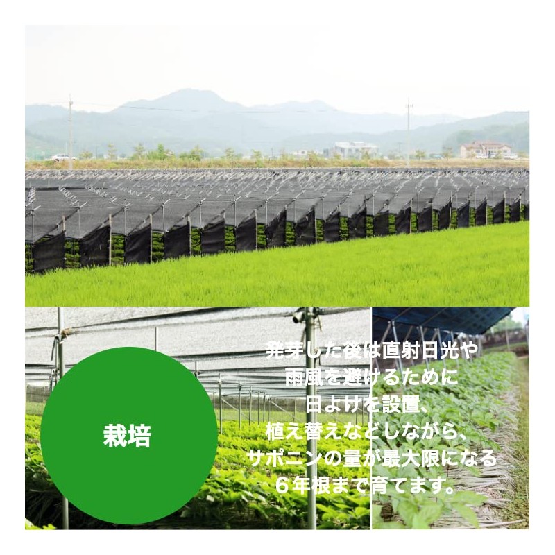 Ginseng Dried Sliced Trial 0.5 oz (15 g), Made in