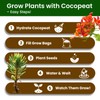 Bonsai Tree Kit for Beginners - 5 Unique Japanese Bonsai