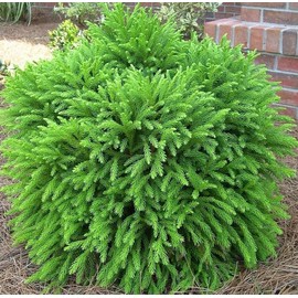 Globosa Nana, Live Evergreen Shrub, Dense Round Shape (Liner/Starter/Potted/Single)